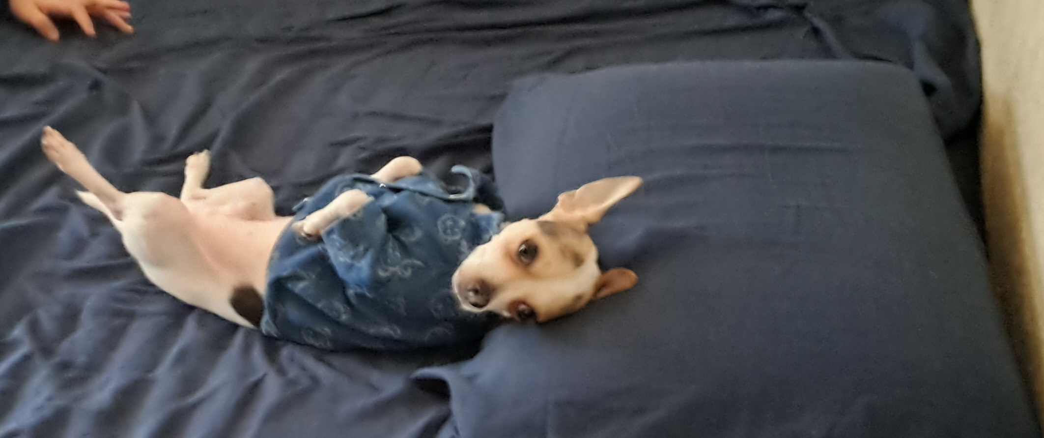 ¿Que hace mi papa acostado?